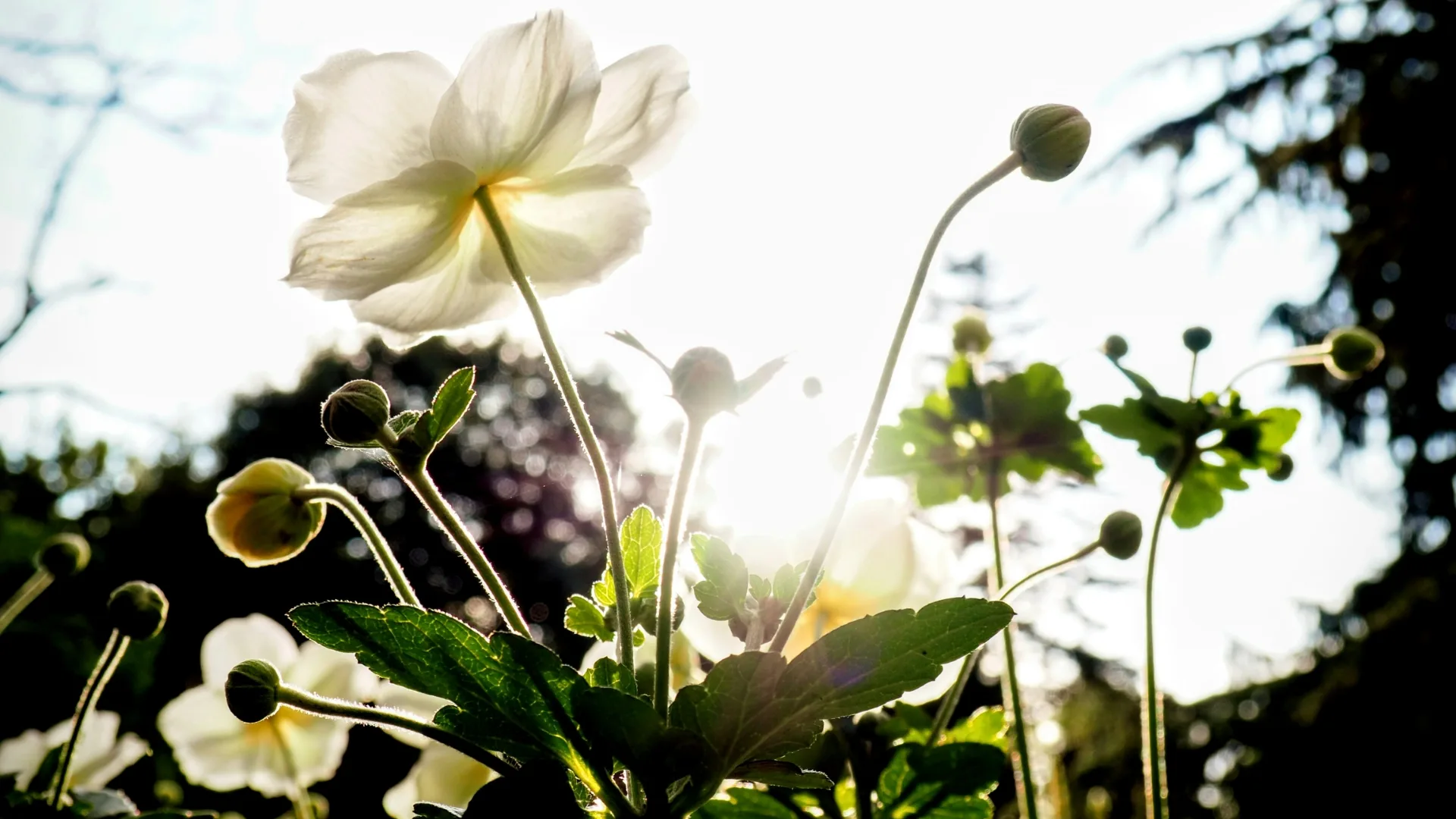 photo of flowers and text says Spring Build